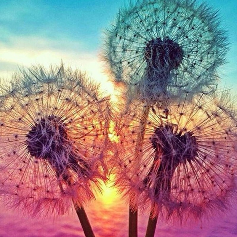 Pusteblume
