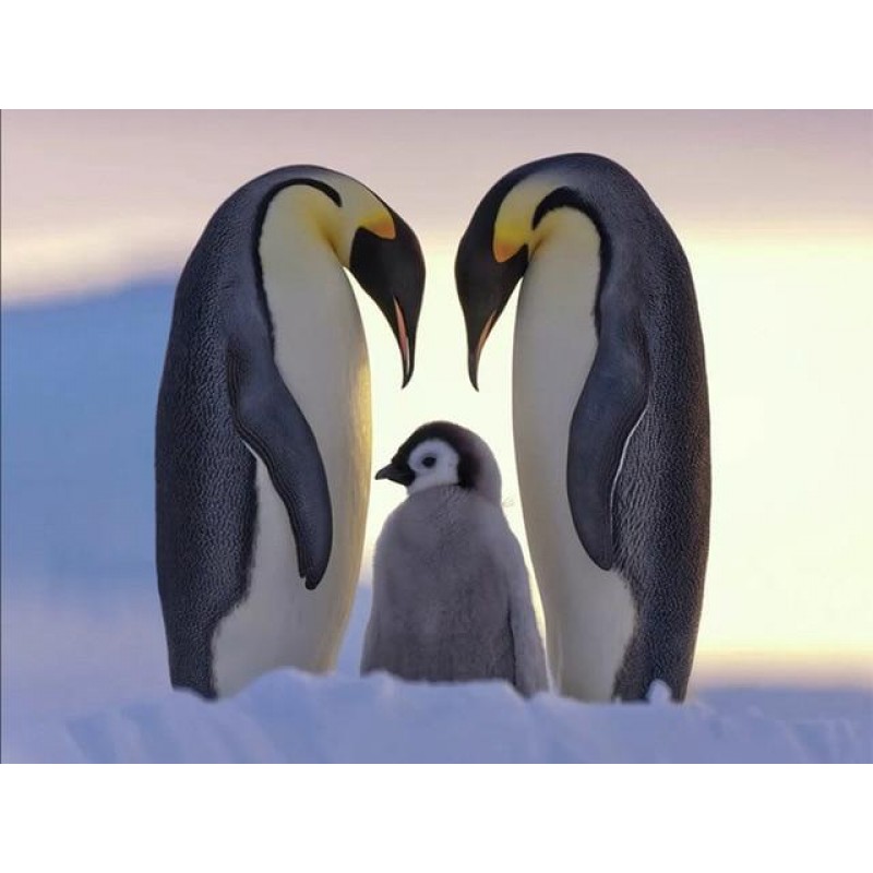 Pinguin Liebe