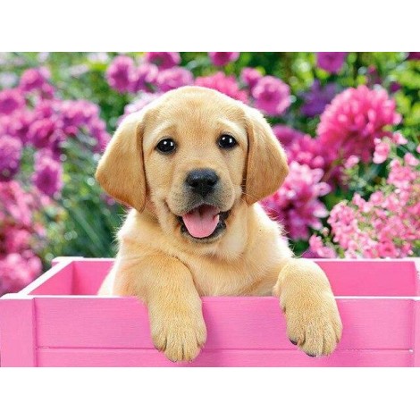 Die goldene Schönheit